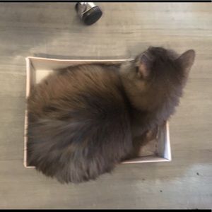 Successful Purchase!